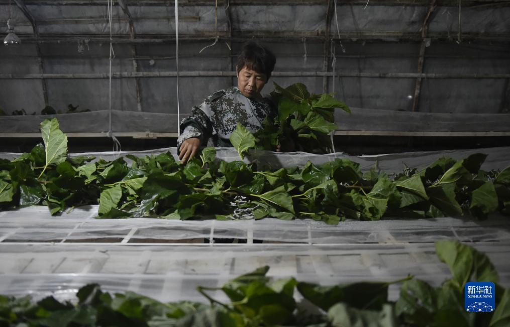 新濠天地赌场网